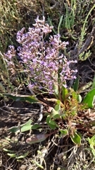 Limonium vulgare