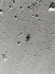 Pogonomyrmex rugosus