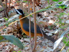 Cossypha heuglini heuglini