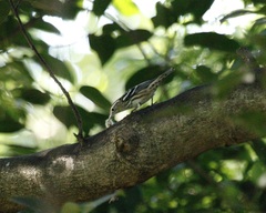Mniotilta varia