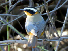 Cossypha heuglini heuglini