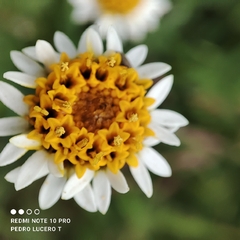 Tridax coronopifolia