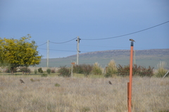 Leistes loyca