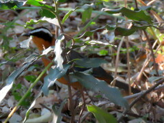 Laniarius bicolor sticturus