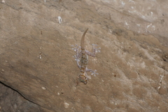 Ptyodactylus hasselquistii