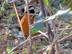 Cossypha heuglini heuglini