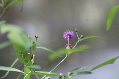 Vernonia gigantea