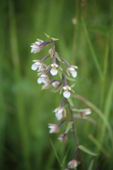Epipactis palustris