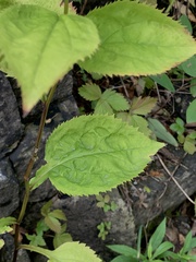 Solidago flexicaulis