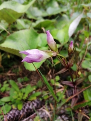 Gentianaceae