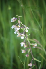 Epipactis palustris