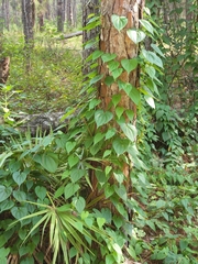 Dioscorea