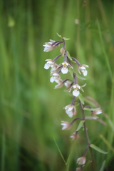 Epipactis palustris
