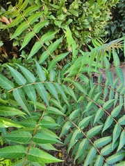 Ailanthus altissima