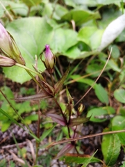 Gentianaceae