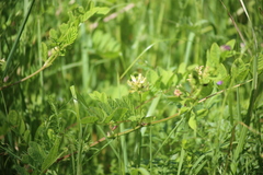 Astragalus glycyphyllos