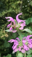 Anthidium manicatum