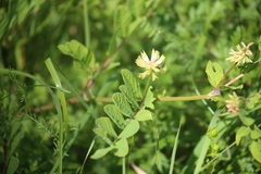 Astragalus glycyphyllos