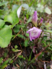 Gentianaceae
