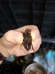 Hydrophilus triangularis