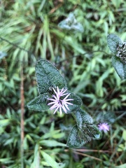 Elephantopus tomentosus