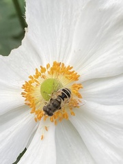 Eristalis arbustorum