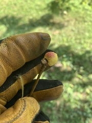 Disholcaspis quercusglobulus