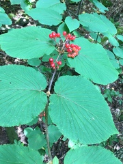 Viburnum lantanoides