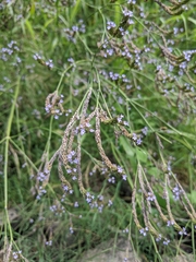 Verbena xutha