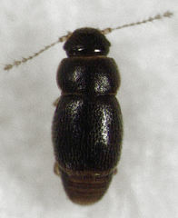 Ptinella ferruginea