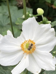 Eristalis arbustorum