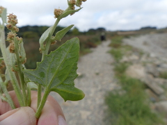 Atriplex prostrata
