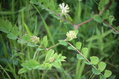 Astragalus glycyphyllos