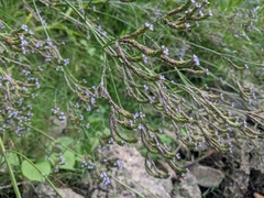 Verbena xutha