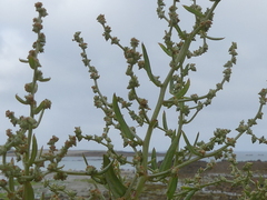 Atriplex prostrata