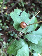 Disholcaspis quercusglobulus