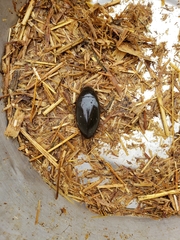 Hydrophilus triangularis