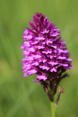Anacamptis pyramidalis