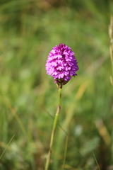 Anacamptis pyramidalis