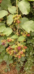 Rubus
