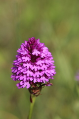 Anacamptis pyramidalis