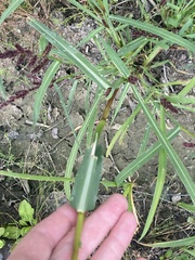 Echinochloa crus-galli