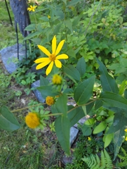 Helianthus divaricatus