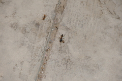 Camponotus aegyptiacus