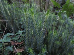 Lycopodium