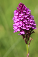 Anacamptis pyramidalis
