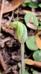 Pterostylis concinna
