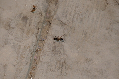 Camponotus aegyptiacus