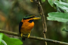 Actenoides concretus