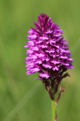 Anacamptis pyramidalis